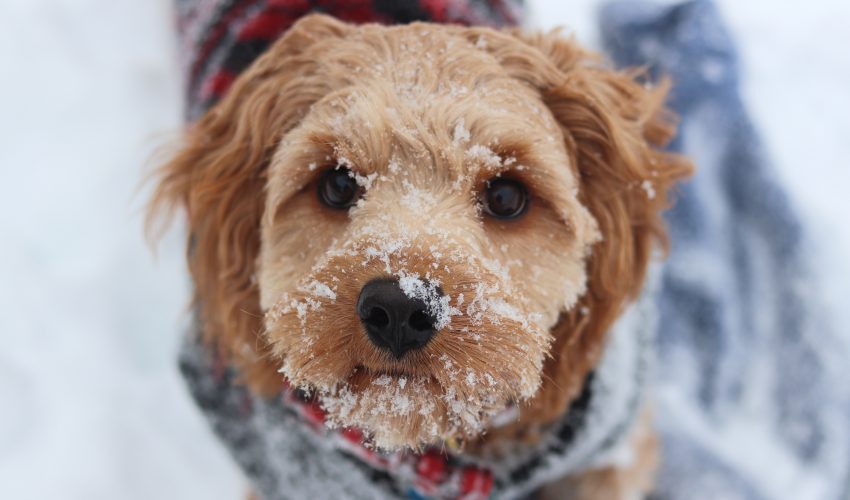 Proteger a los perros del frío