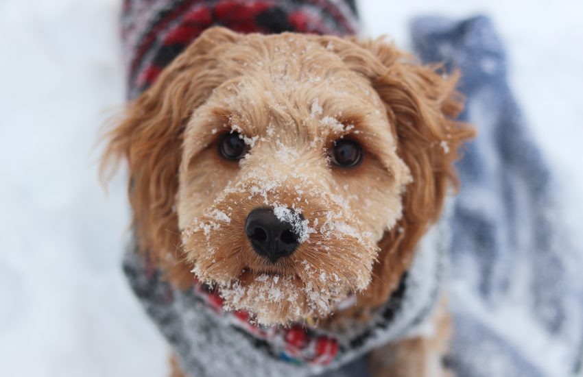 Proteger a los perros del frío